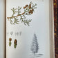 1892 MEDICINAL PLANTS 2 VOLUMES ILLUSTRATED FOLIOS antique by CHARLES MILLSPAUGH