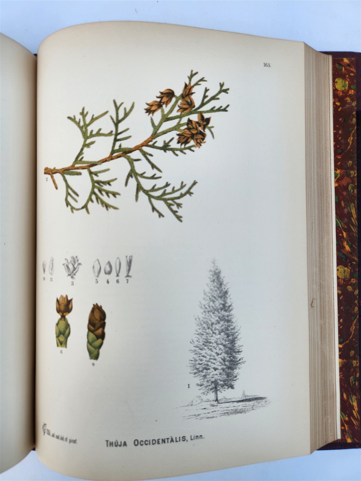 1892 MEDICINAL PLANTS 2 VOLUMES ILLUSTRATED FOLIOS antique by CHARLES MILLSPAUGH