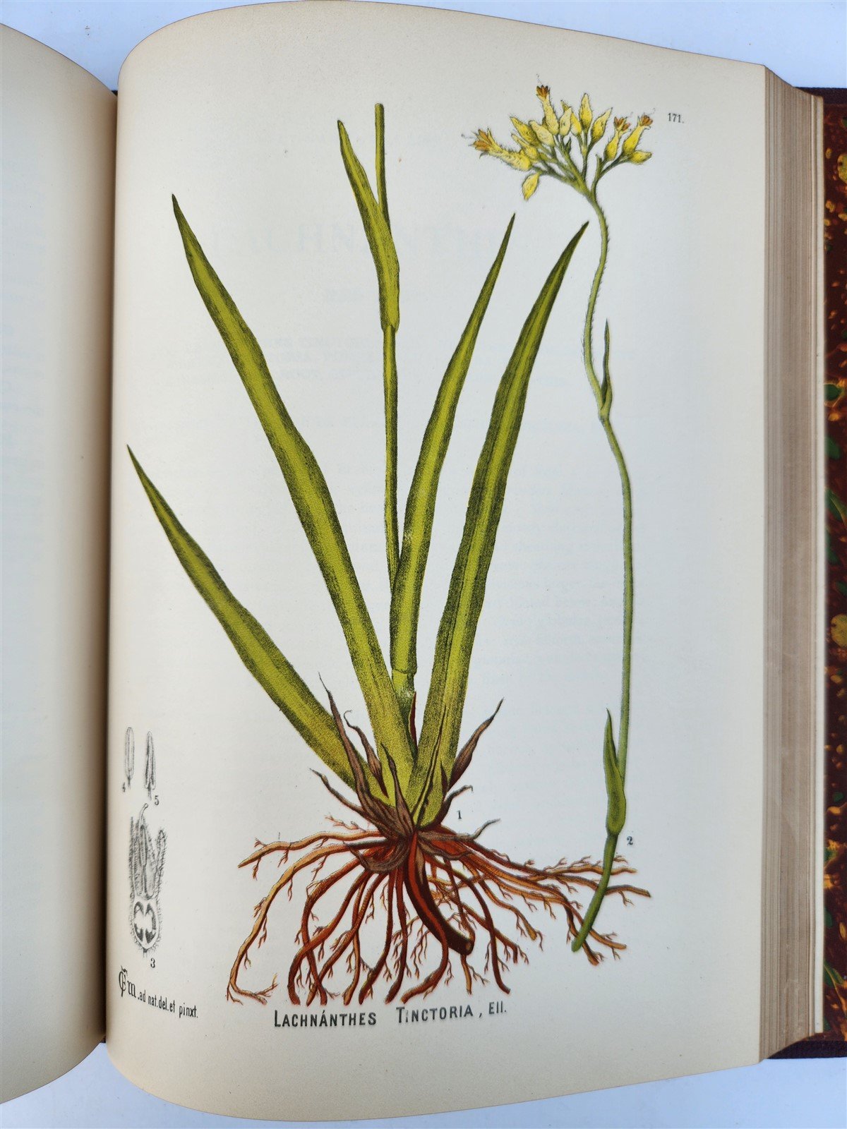 1892 MEDICINAL PLANTS 2 VOLUMES ILLUSTRATED FOLIOS antique by CHARLES MILLSPAUGH