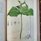 1892 MEDICINAL PLANTS 2 VOLUMES ILLUSTRATED FOLIOS antique by CHARLES MILLSPAUGH