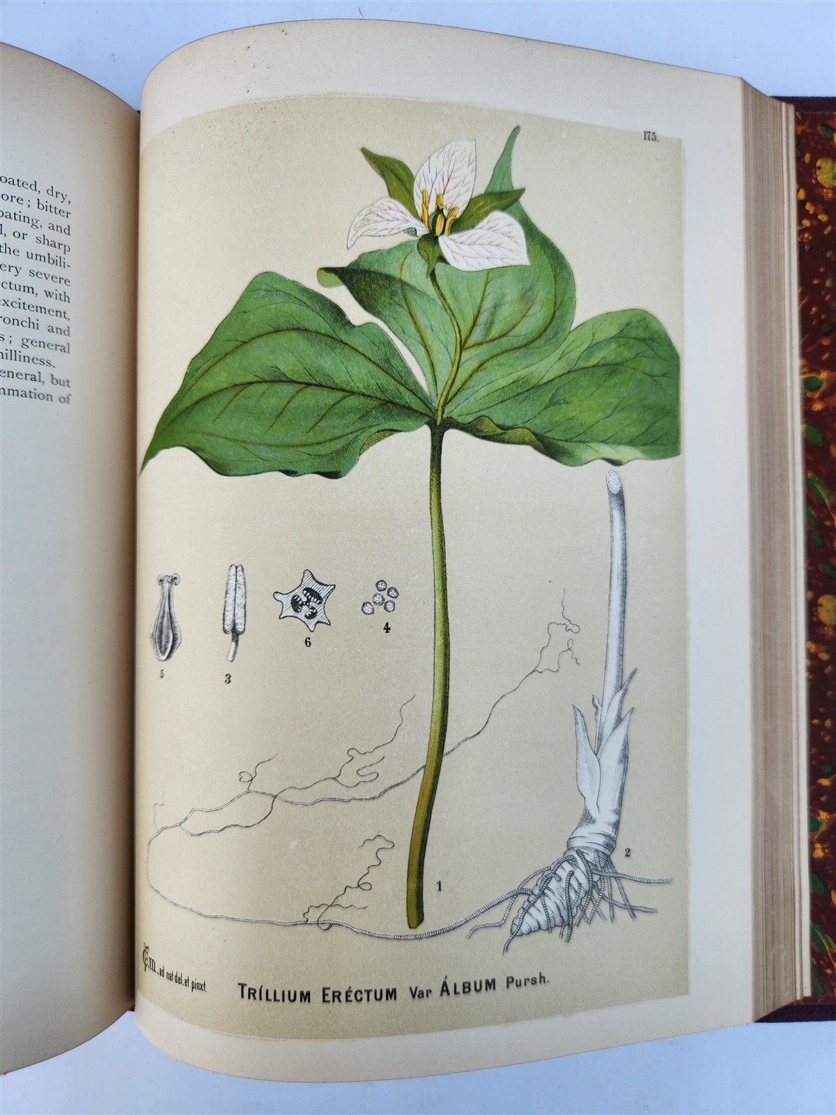 1892 MEDICINAL PLANTS 2 VOLUMES ILLUSTRATED FOLIOS antique by CHARLES MILLSPAUGH