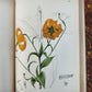 1892 MEDICINAL PLANTS 2 VOLUMES ILLUSTRATED FOLIOS antique by CHARLES MILLSPAUGH
