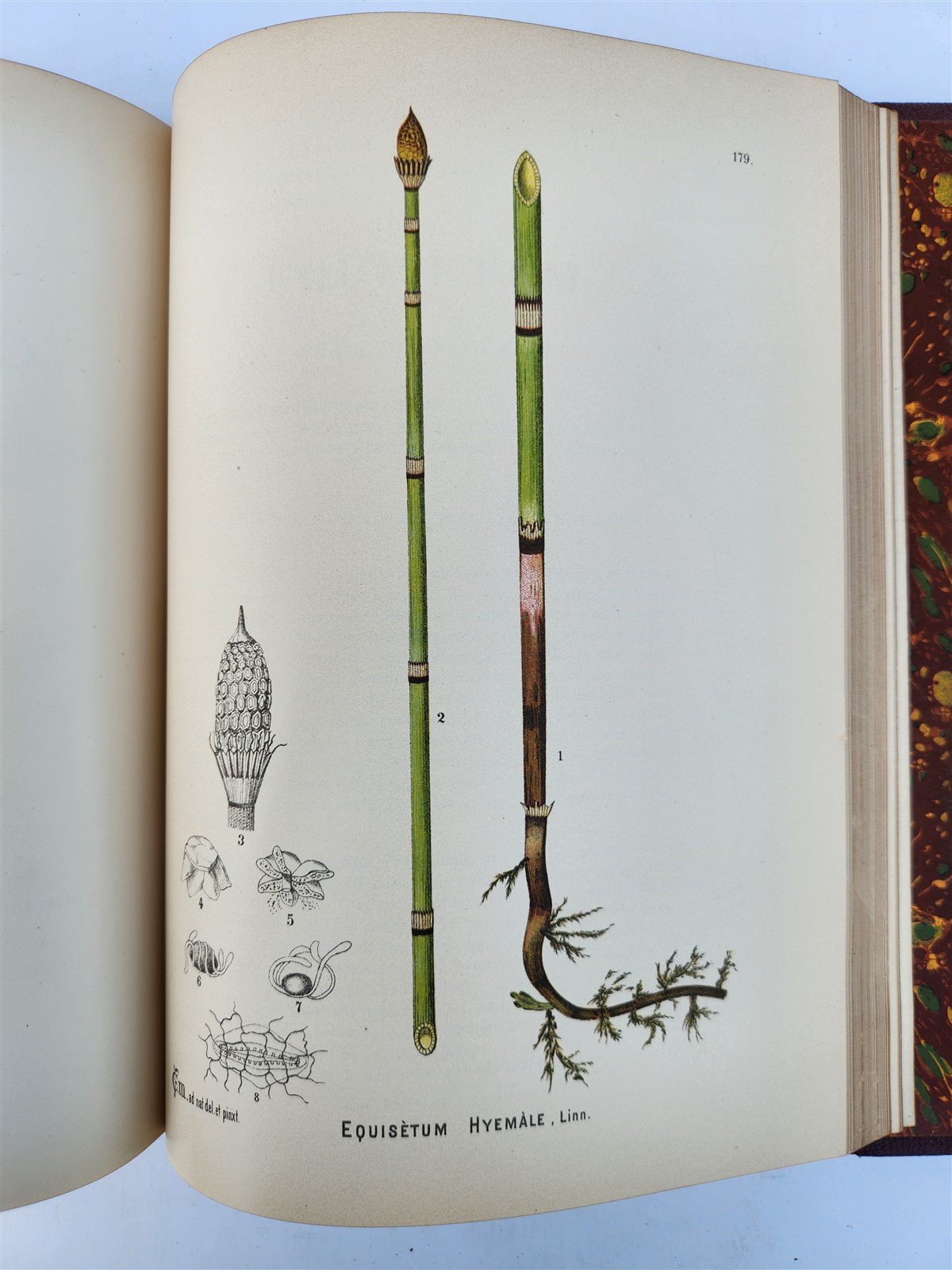 1892 MEDICINAL PLANTS 2 VOLUMES ILLUSTRATED FOLIOS antique by CHARLES MILLSPAUGH