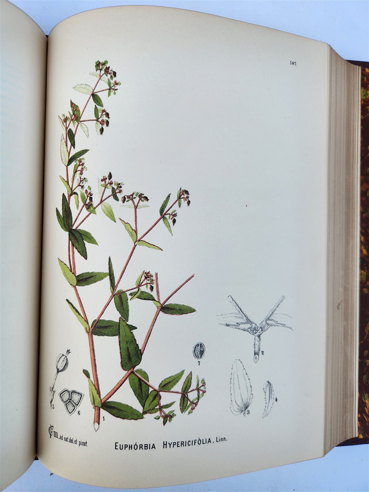 1892 MEDICINAL PLANTS 2 VOLUMES ILLUSTRATED FOLIOS antique by CHARLES MILLSPAUGH