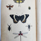 1862 TREATISE on INSECTS INJURIOUS TO VEGETATION antique ILLUSTRATED