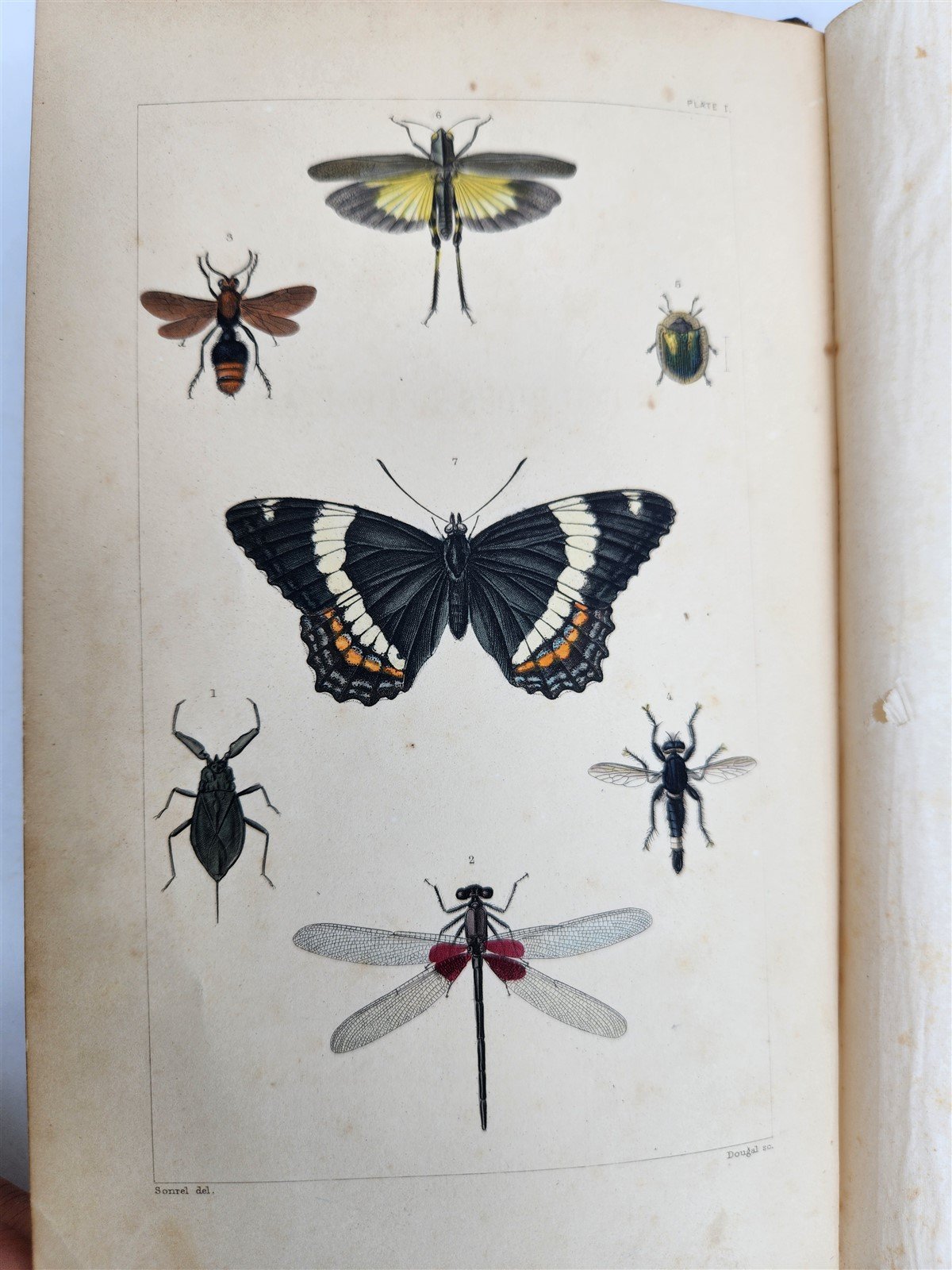 1862 TREATISE on INSECTS INJURIOUS TO VEGETATION antique ILLUSTRATED