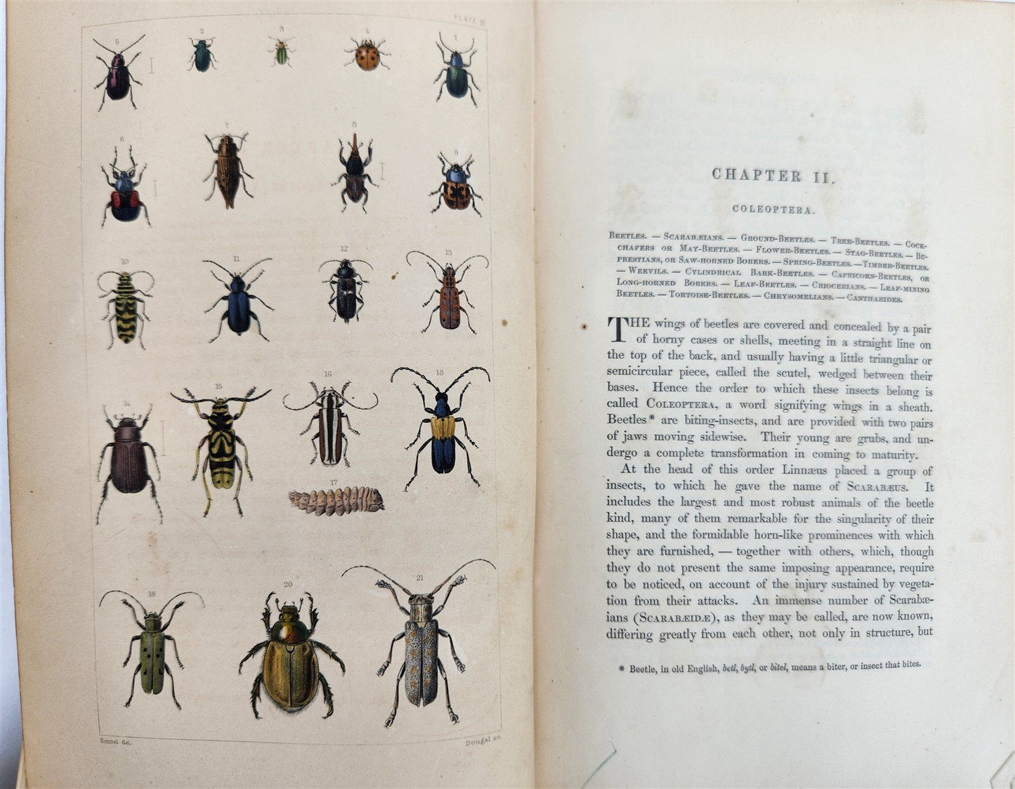 1862 TREATISE on INSECTS INJURIOUS TO VEGETATION antique ILLUSTRATED