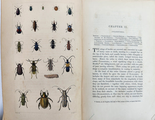 1862 TREATISE on INSECTS INJURIOUS TO VEGETATION antique ILLUSTRATED