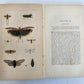 1862 TREATISE on INSECTS INJURIOUS TO VEGETATION antique ILLUSTRATED