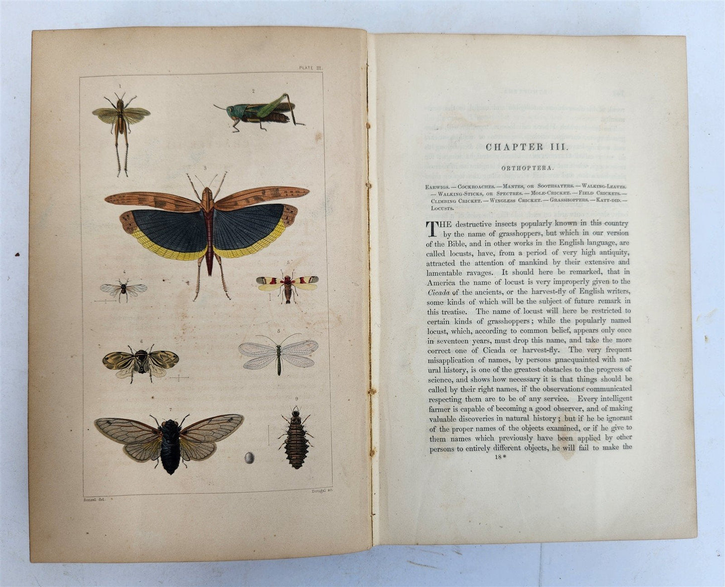 1862 TREATISE on INSECTS INJURIOUS TO VEGETATION antique ILLUSTRATED