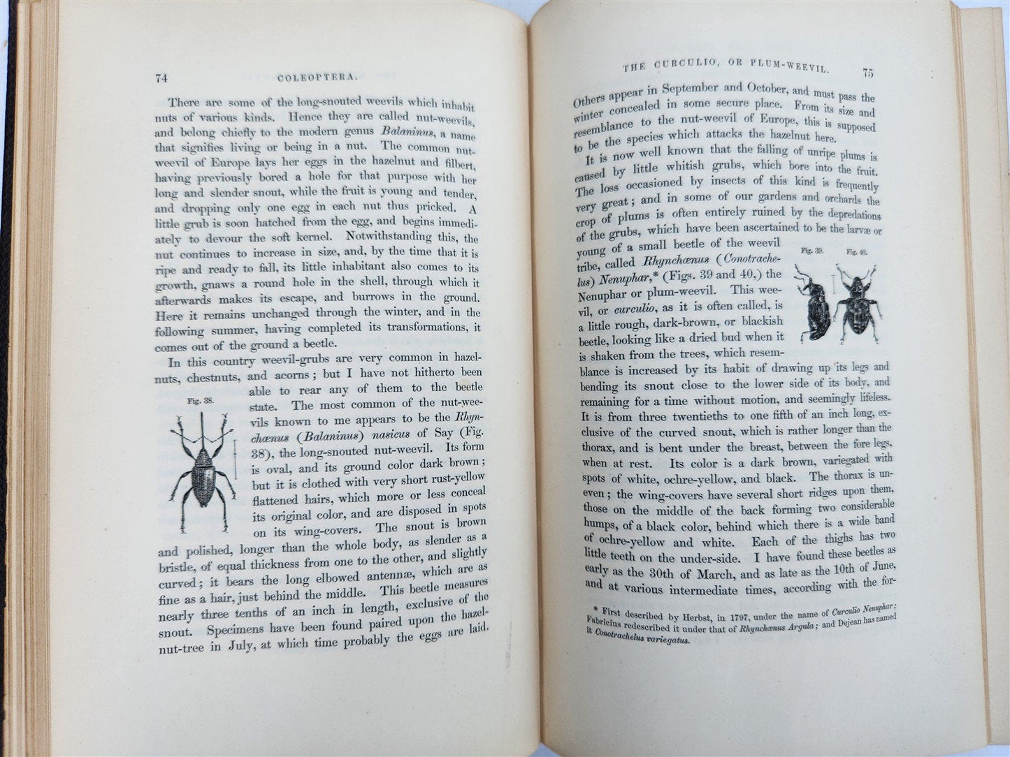 1862 TREATISE on INSECTS INJURIOUS TO VEGETATION antique ILLUSTRATED