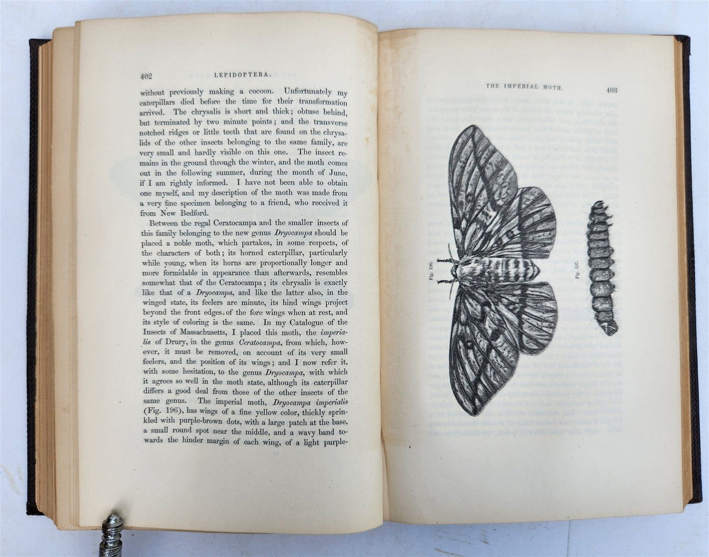 1862 TREATISE on INSECTS INJURIOUS TO VEGETATION antique ILLUSTRATED