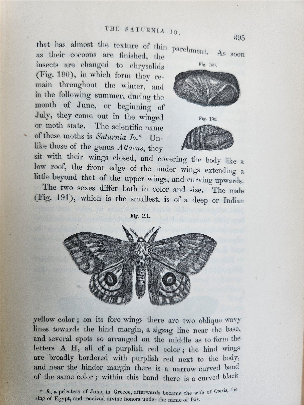 1862 TREATISE on INSECTS INJURIOUS TO VEGETATION antique ILLUSTRATED