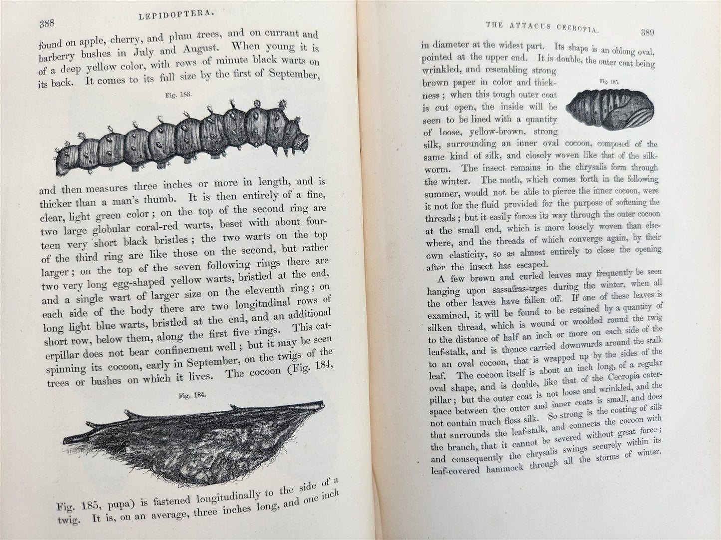 1862 TREATISE on INSECTS INJURIOUS TO VEGETATION antique ILLUSTRATED