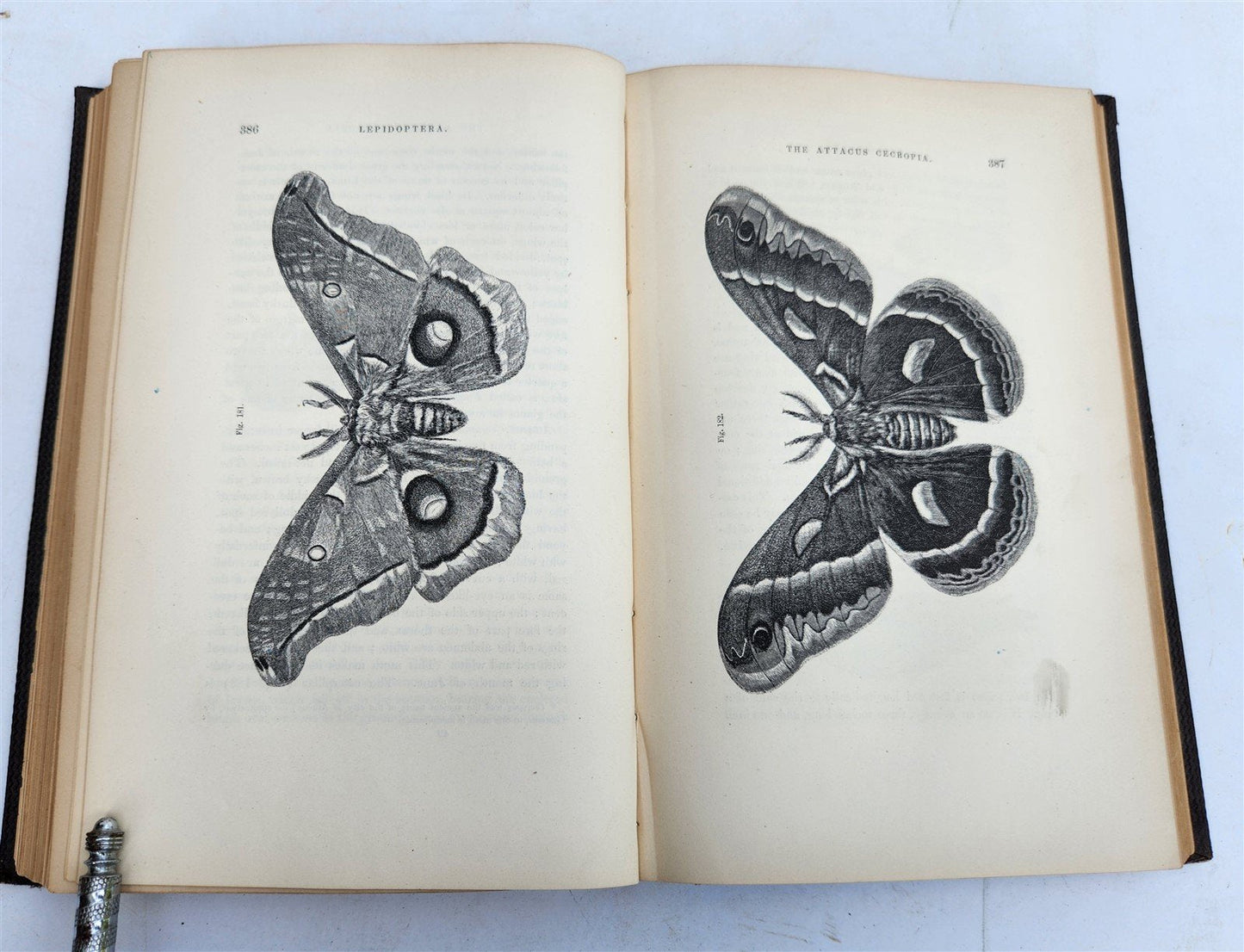 1862 TREATISE on INSECTS INJURIOUS TO VEGETATION antique ILLUSTRATED