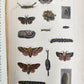 1862 TREATISE on INSECTS INJURIOUS TO VEGETATION antique ILLUSTRATED