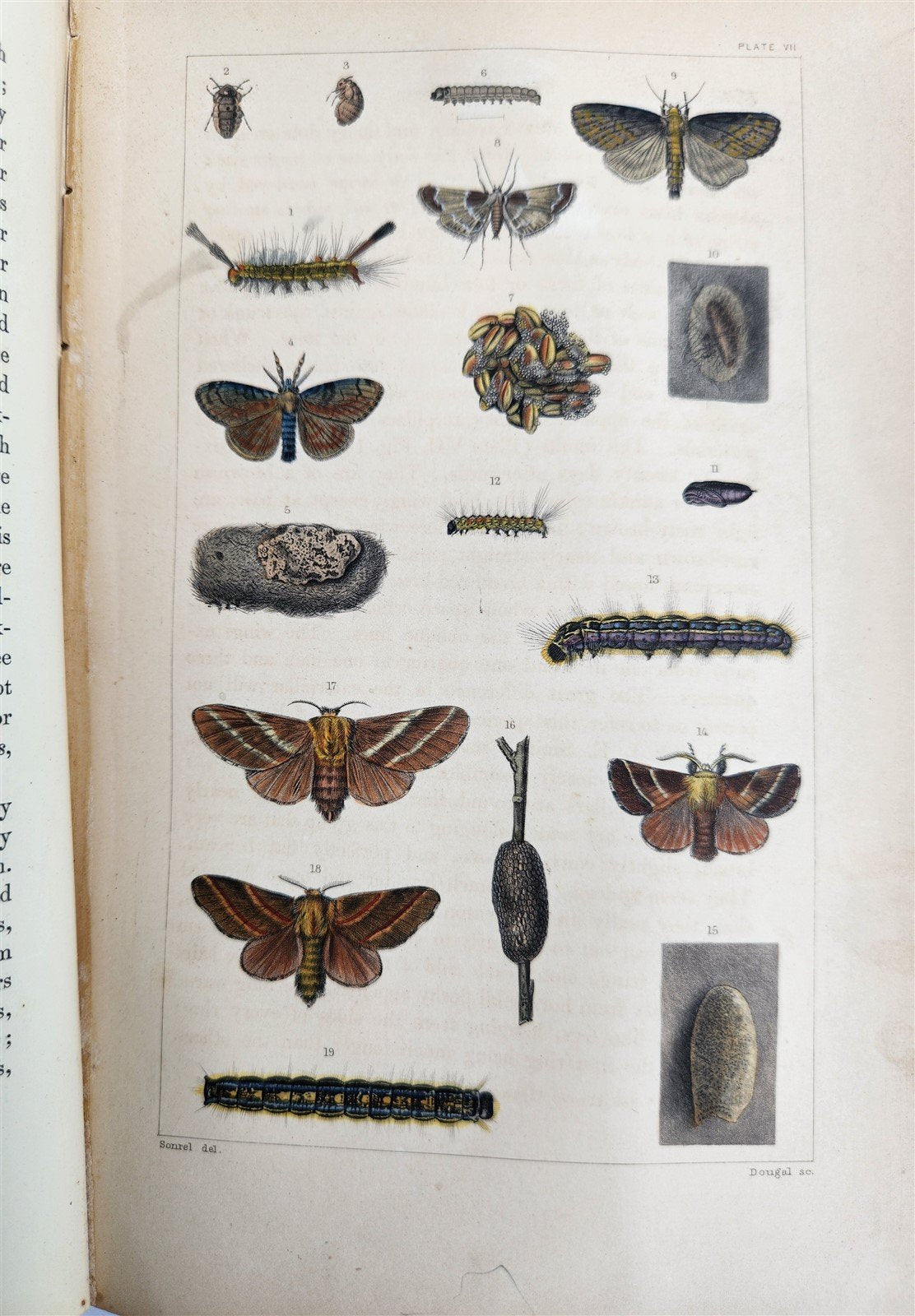 1862 TREATISE on INSECTS INJURIOUS TO VEGETATION antique ILLUSTRATED