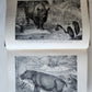 1909 THRILLING ADVENTURES in WILDS of AFRICA ROOSEVELT HUNT antique ILLUSTRATED