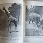 1909 THRILLING ADVENTURES in WILDS of AFRICA ROOSEVELT HUNT antique ILLUSTRATED