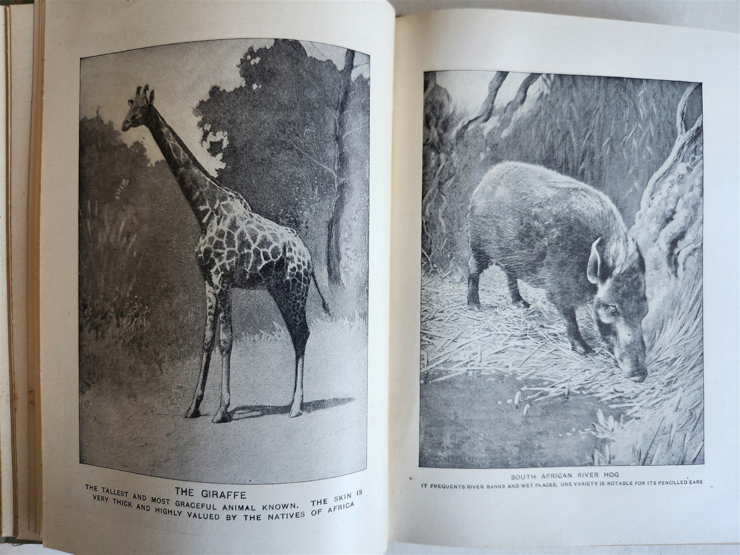 1909 THRILLING ADVENTURES in WILDS of AFRICA ROOSEVELT HUNT antique ILLUSTRATED