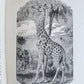 1909 THRILLING ADVENTURES in WILDS of AFRICA ROOSEVELT HUNT antique ILLUSTRATED