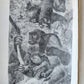 1909 THRILLING ADVENTURES in WILDS of AFRICA ROOSEVELT HUNT antique ILLUSTRATED