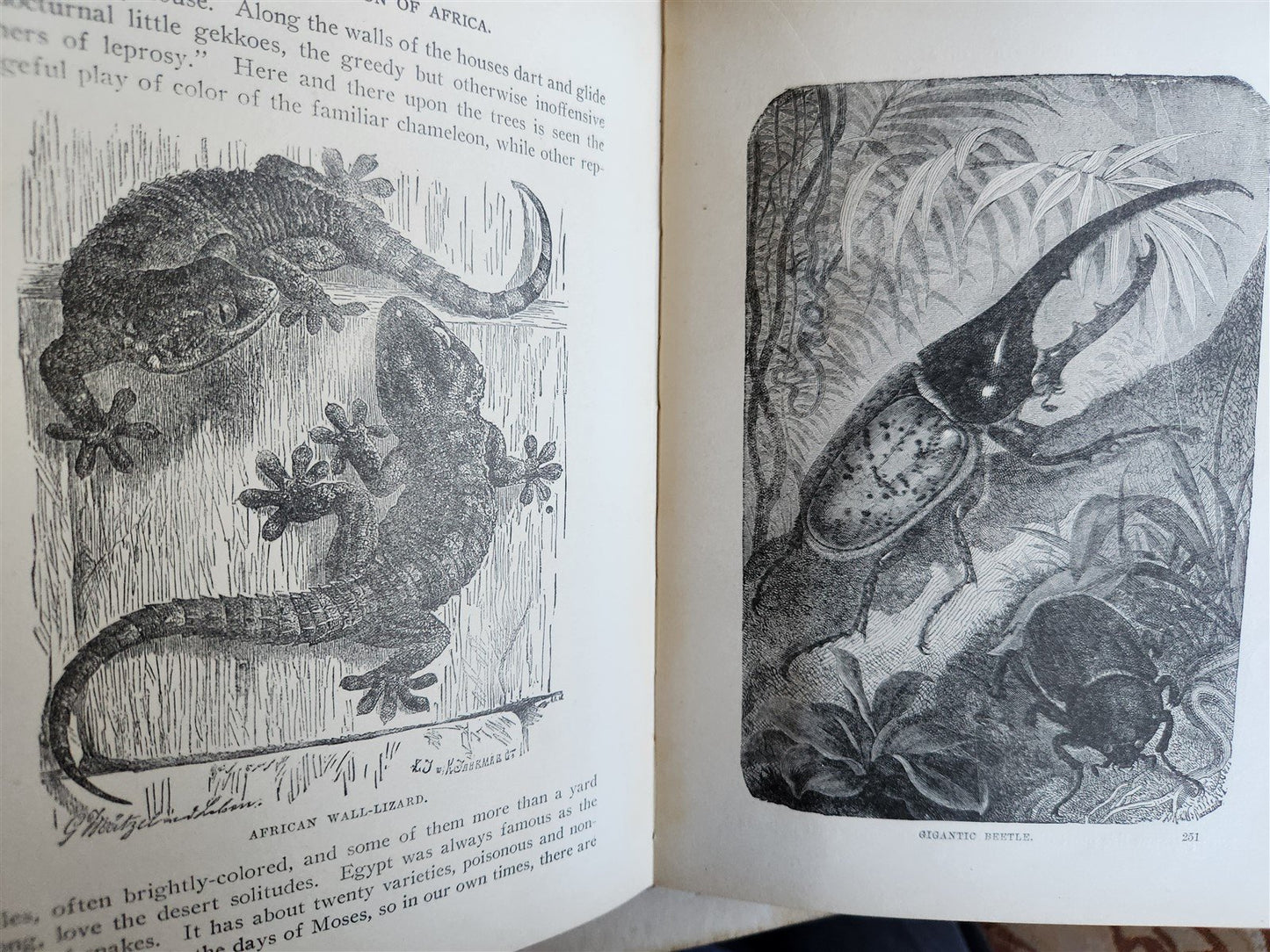 1909 THRILLING ADVENTURES in WILDS of AFRICA ROOSEVELT HUNT antique ILLUSTRATED