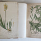 1880s NORDENS FLORA Mentz & Ostenfeld 2 vols antique ILLUSTRATED BOTANY PLANTS