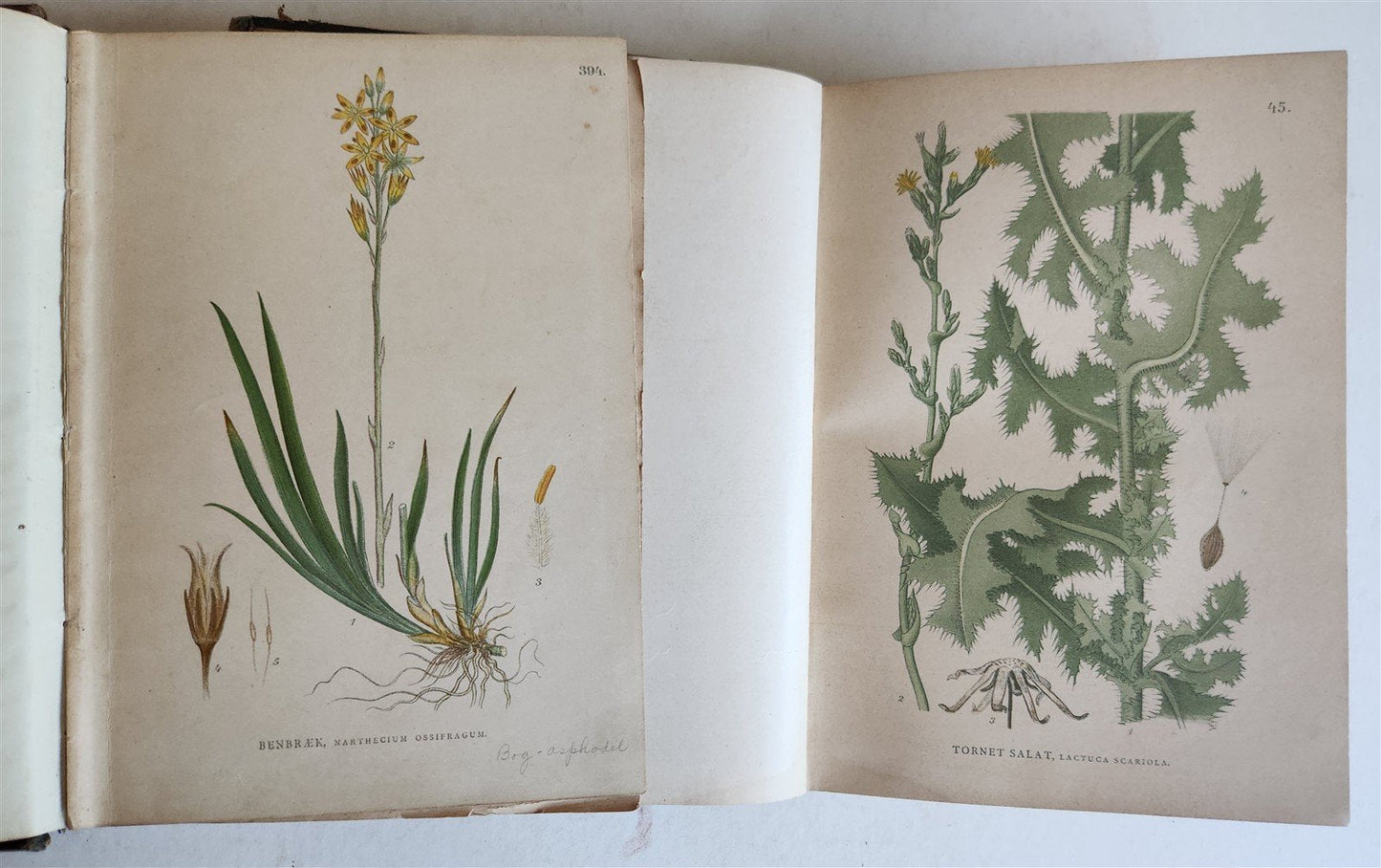 1880s NORDENS FLORA Mentz & Ostenfeld 2 vols antique ILLUSTRATED BOTANY PLANTS