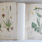1880s NORDENS FLORA Mentz & Ostenfeld 2 vols antique ILLUSTRATED BOTANY PLANTS