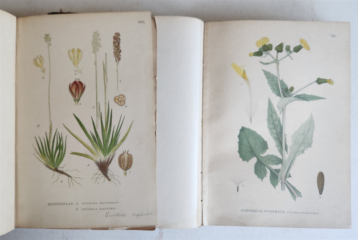 1880s NORDENS FLORA Mentz & Ostenfeld 2 vols antique ILLUSTRATED BOTANY PLANTS