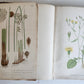 1880s NORDENS FLORA Mentz & Ostenfeld 2 vols antique ILLUSTRATED BOTANY PLANTS