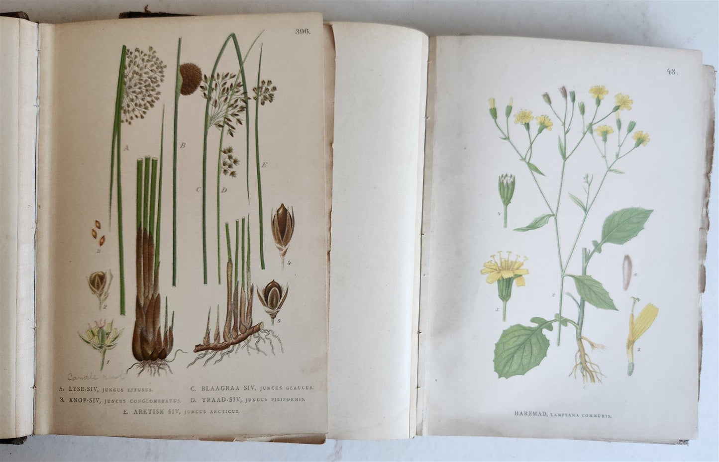 1880s NORDENS FLORA Mentz & Ostenfeld 2 vols antique ILLUSTRATED BOTANY PLANTS