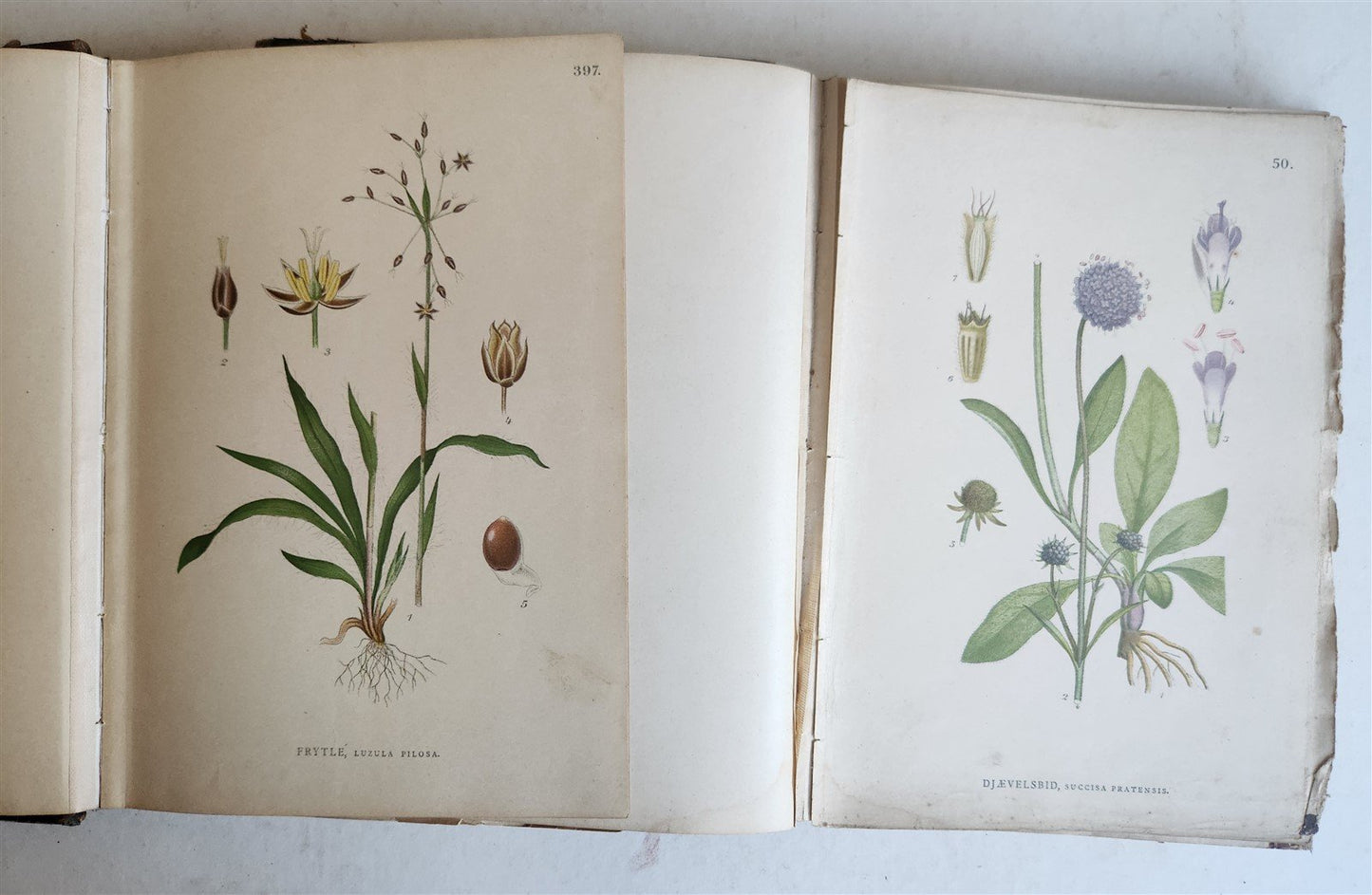 1880s NORDENS FLORA Mentz & Ostenfeld 2 vols antique ILLUSTRATED BOTANY PLANTS