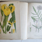1880s NORDENS FLORA Mentz & Ostenfeld 2 vols antique ILLUSTRATED BOTANY PLANTS