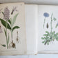 1880s NORDENS FLORA Mentz & Ostenfeld 2 vols antique ILLUSTRATED BOTANY PLANTS