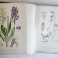 1880s NORDENS FLORA Mentz & Ostenfeld 2 vols antique ILLUSTRATED BOTANY PLANTS