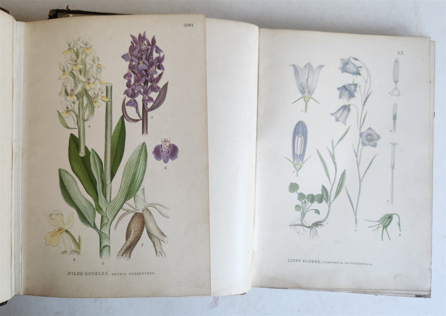 1880s NORDENS FLORA Mentz & Ostenfeld 2 vols antique ILLUSTRATED BOTANY PLANTS