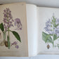 1880s NORDENS FLORA Mentz & Ostenfeld 2 vols antique ILLUSTRATED BOTANY PLANTS