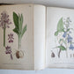 1880s NORDENS FLORA Mentz & Ostenfeld 2 vols antique ILLUSTRATED BOTANY PLANTS