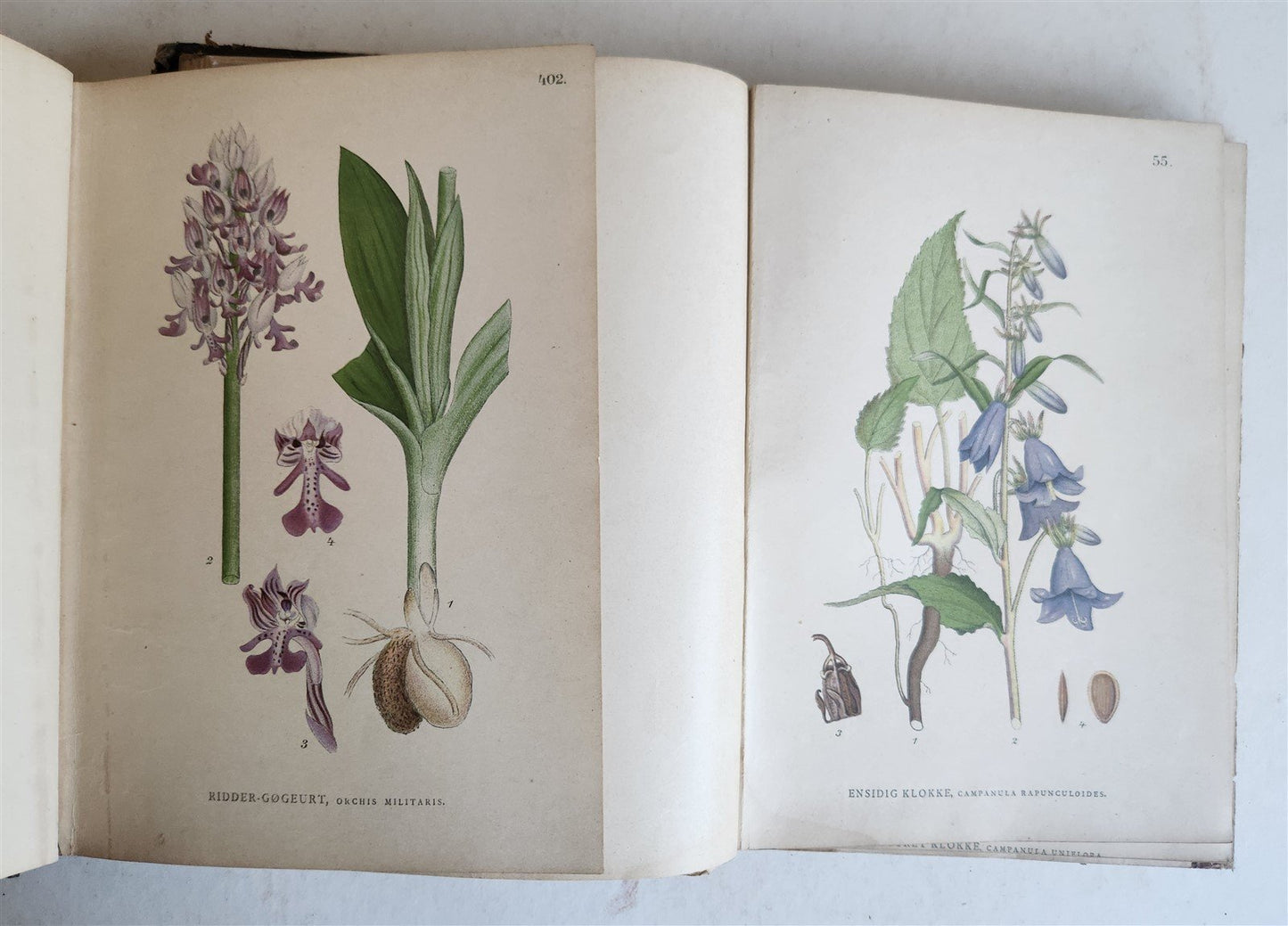 1880s NORDENS FLORA Mentz & Ostenfeld 2 vols antique ILLUSTRATED BOTANY PLANTS