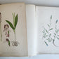 1880s NORDENS FLORA Mentz & Ostenfeld 2 vols antique ILLUSTRATED BOTANY PLANTS
