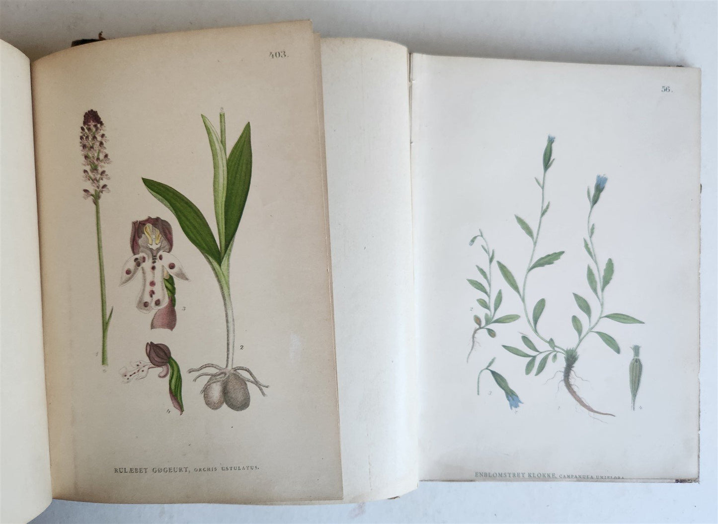 1880s NORDENS FLORA Mentz & Ostenfeld 2 vols antique ILLUSTRATED BOTANY PLANTS