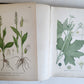 1880s NORDENS FLORA Mentz & Ostenfeld 2 vols antique ILLUSTRATED BOTANY PLANTS