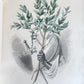 1847 LES FLEURS ANIMEES antique ILLUSTRATED with WOMEN PERSONIFYING FLOWERS