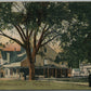 WASHINGTONVILLE NY THE OLD ELM ANTIQUE POSTCARD