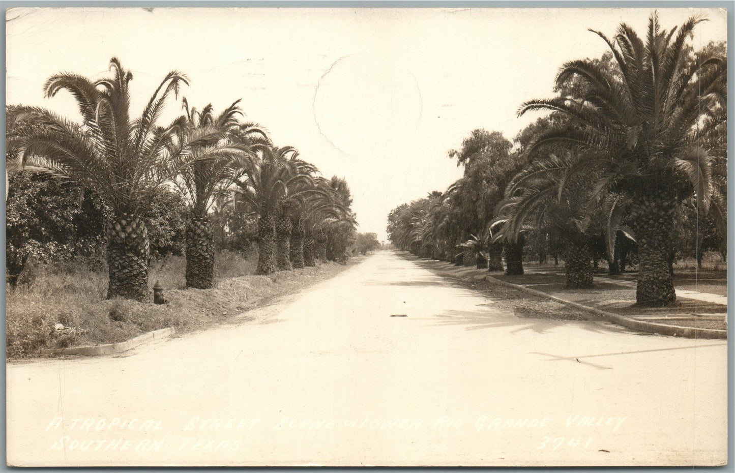 RIO GRANDE VALLEY TX TROPICAL STREET ANTIQUE REAL PHOTO POSTCARD RPPC