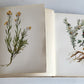 1914 BRITISH FLOWERING PLANTS antique ILLUSTRATED by PERRIN 2 folio volumes