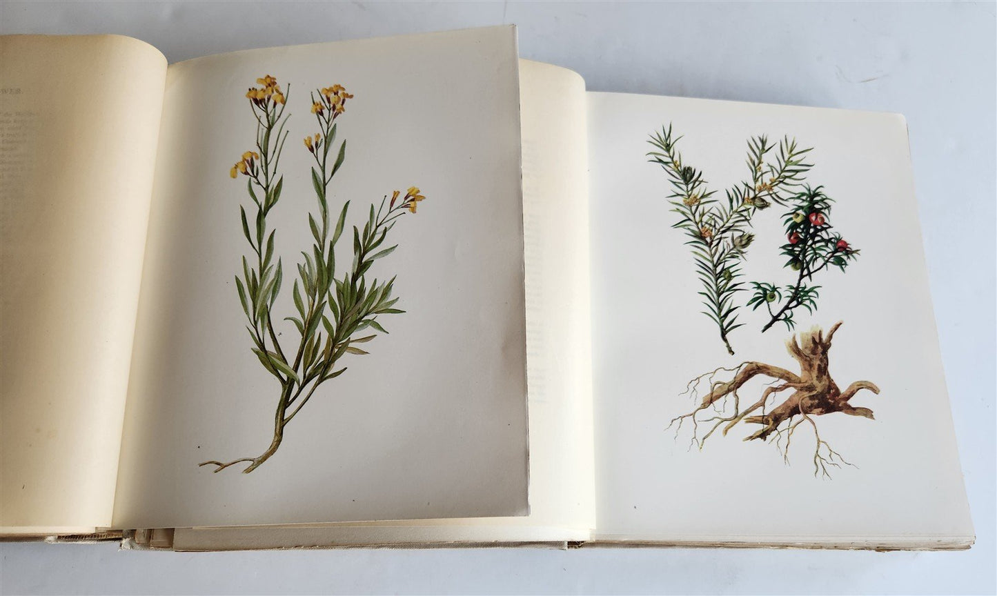 1914 BRITISH FLOWERING PLANTS antique ILLUSTRATED by PERRIN 2 folio volumes