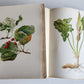 1914 BRITISH FLOWERING PLANTS antique ILLUSTRATED by PERRIN 2 folio volumes